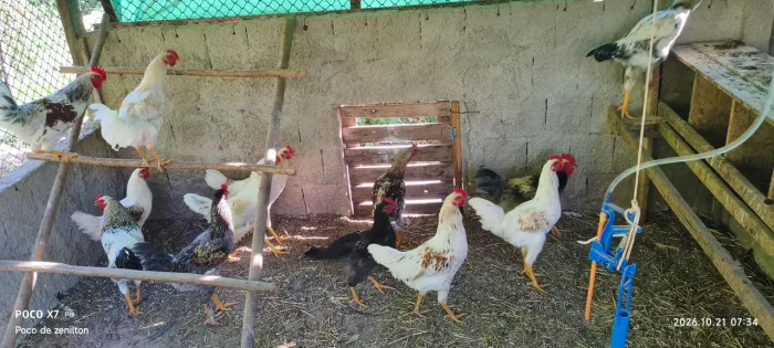 Frangos GLC produção de ovos