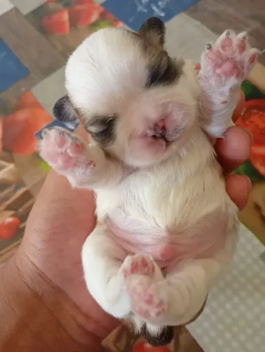 Shih Thuz macho disponível para reserva.
