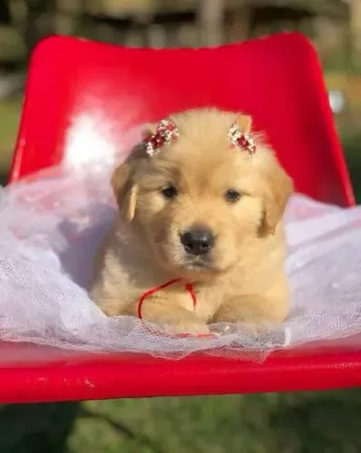 Golden Retriever filhotes