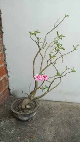 Flor do deserto adulta