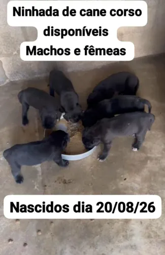Cane corso e Fila brasileiro