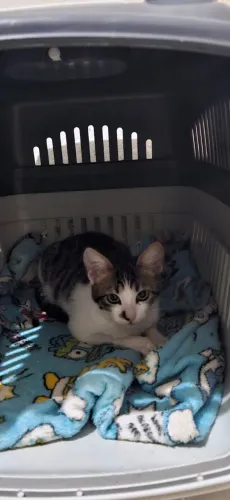 Gato para adoção responsável