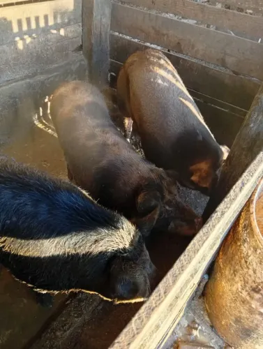 Vendo porco caipira