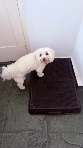 Pipi Dog Weasy
