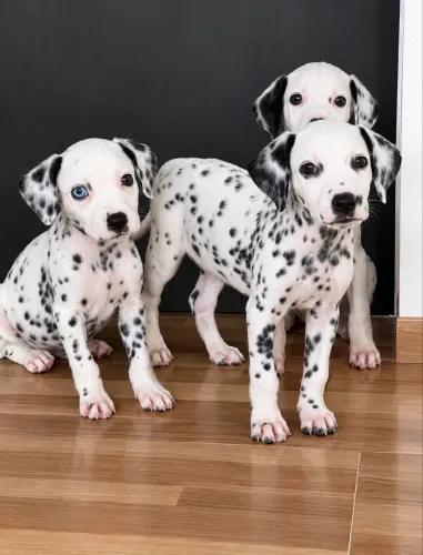 Dalmata puro