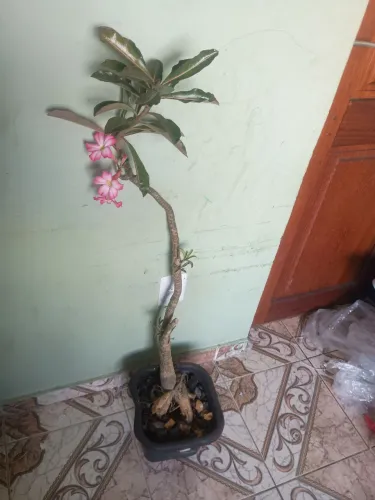 Rosa do deserto aberta a negociação