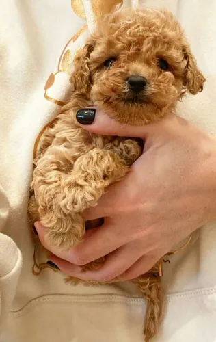 Poodle pra ap machinho 