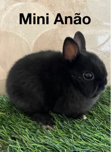 Mini anão 