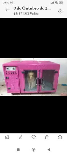Secadora para Pet