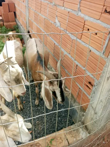 Cabra leiteira 