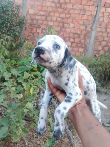 dálmata dos olhos azul