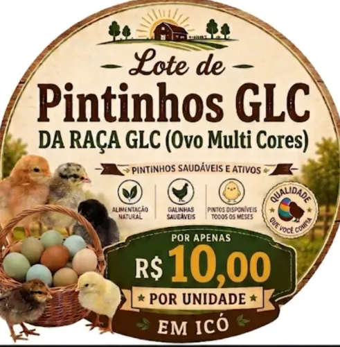 40 Pintinhos (GLC)