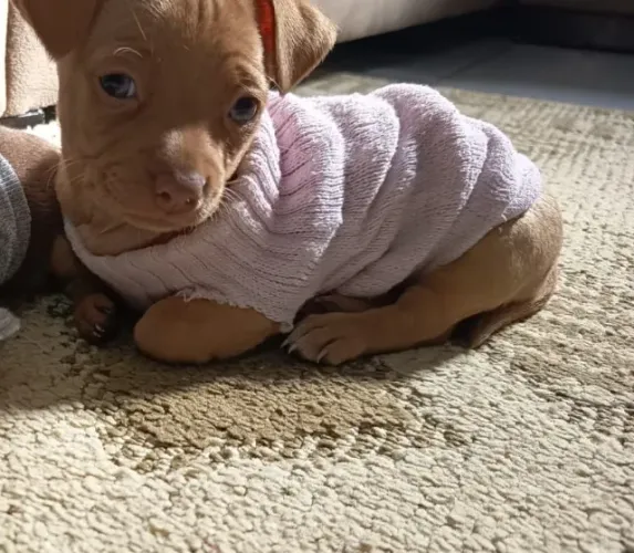 cachorra Pinscher Mini legítima fêmea filhote ?