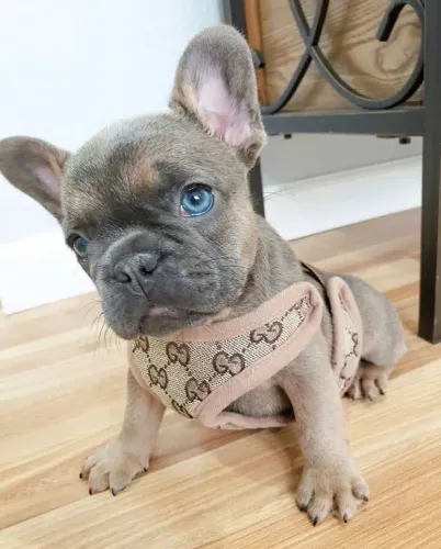 Bulldogue Francês - Cachorrinho Com Muito Mais Para Mostrar Além Da Foto
