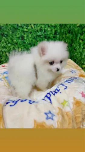 Lulu macho vacinado