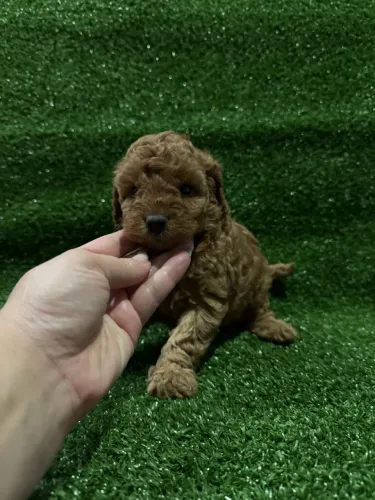 Poodle Toy red fêmea entregamos hoje