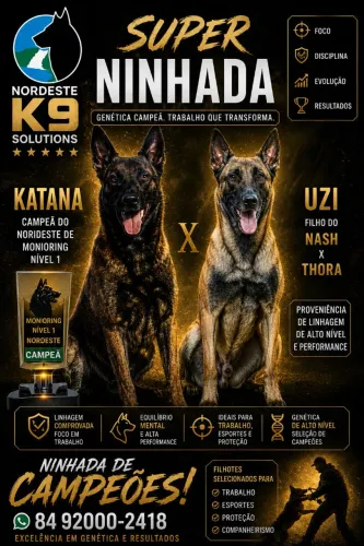 Belga Malinois 