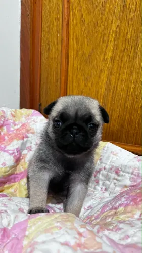 Filhote fêmea de PUG