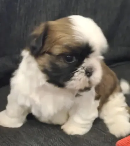 Shihtzu Mini Filhotes Amigos Fiéis.
