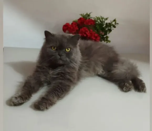Gato persa cinza
