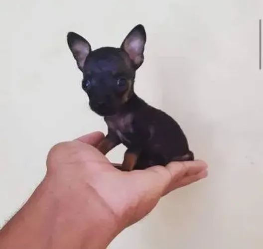 Pinscher 0