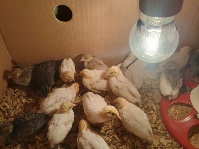 25 pintinho de codorna chinesa com 12 dias 
