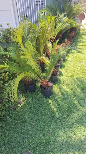 VENDO MUDAS PLANTA CICA - PLANTA ORNAMENTAL - DE TAMANHO ADULTO, MÉDIO E PEQUENO