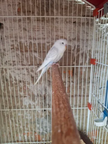 Animais de estimação 
