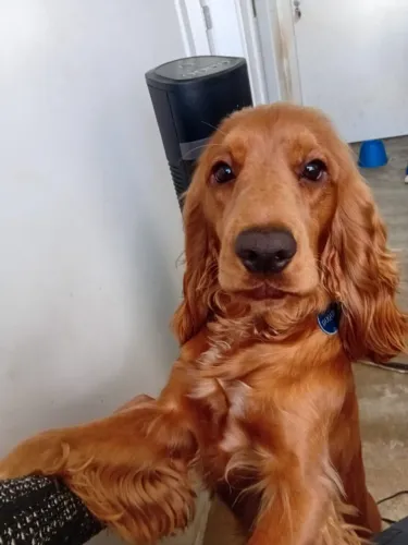 Cobertura - Cocker Spaniel Inglês Macho para Cruzamento