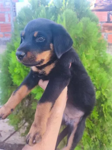 Rottweiler filhote fêmea 