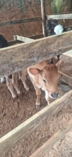 Vendo vaca e terneiros