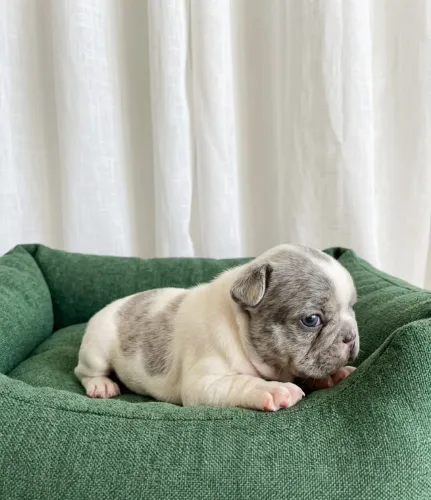 Lindo Bulldog Francês Blue Merlin Pied 