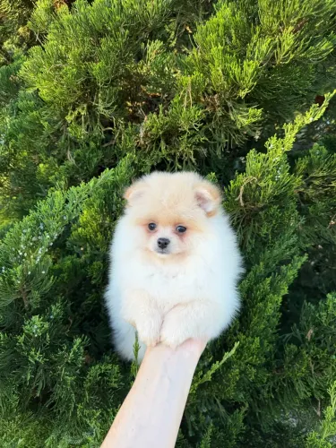 Spitz alemão fêmea