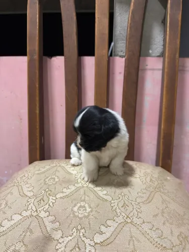 Filhote macho Shih tzu