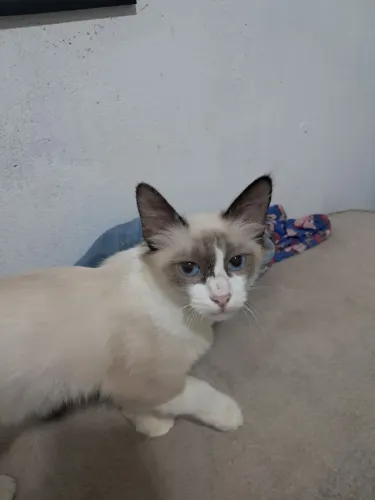 Adoção de gata
