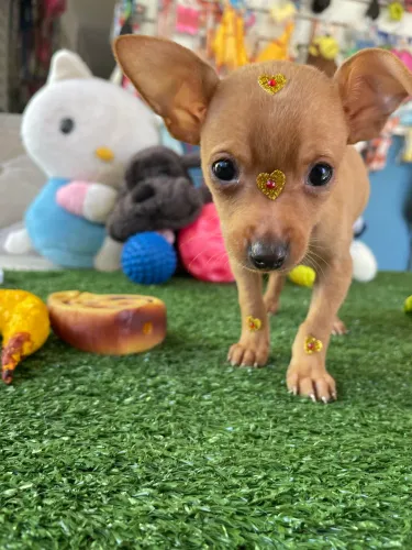 Pinscher fêmea miniatura $2.500,00