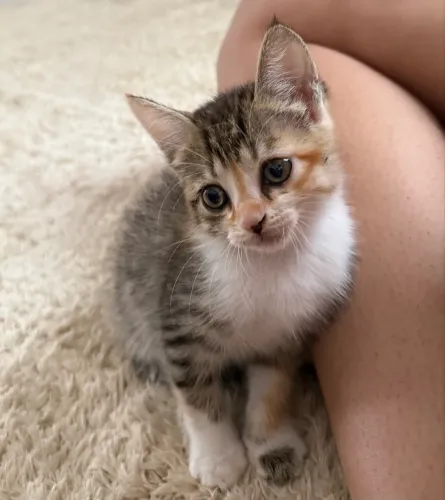 Gatinha fêmea para adoção!