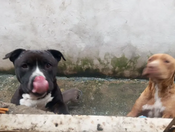Pitbull