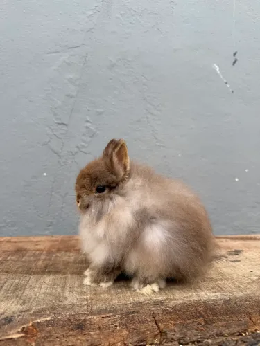 Coelho anão de netherland dwarf