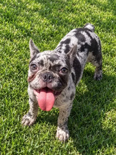 Buldogue Francês Fêmea 