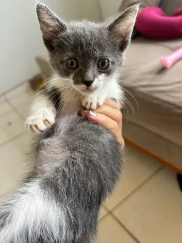 gatinho para doação 