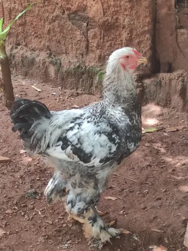 Galinhas brahmas