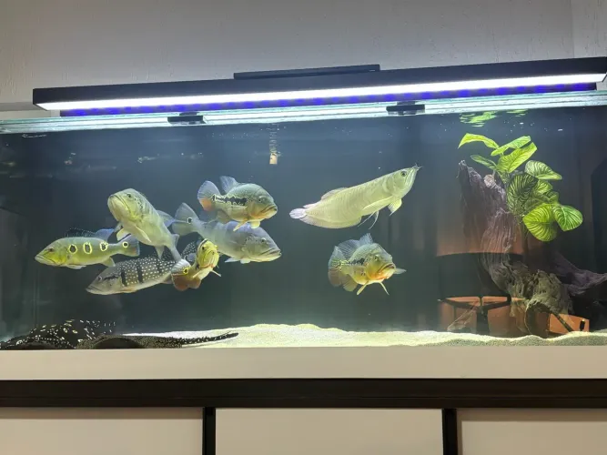 Aquário 200x70x70 sump 165x45x55 e Componentes