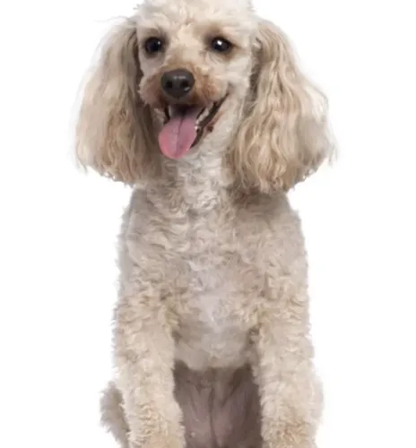 Poodle toy femea