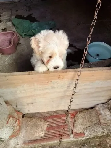 Filhote de poodles macho 1 mês e 15 dias 