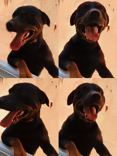 Rottweiler cobertura 