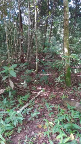 Terreno brasileirinho