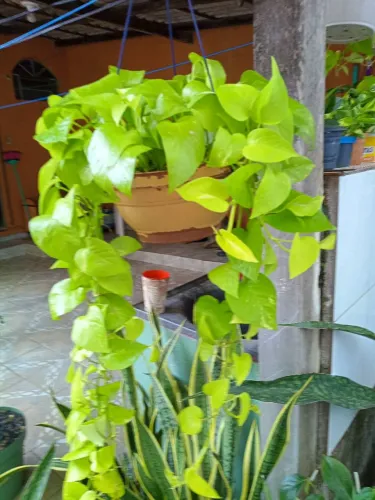 Planta ornamental pendente jiboia neon