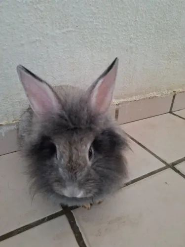 Vendo Coelho.