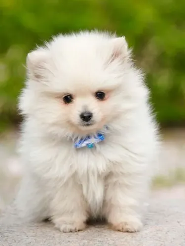 Spitz Alemão Afeto que se adapta ao estilo de vida